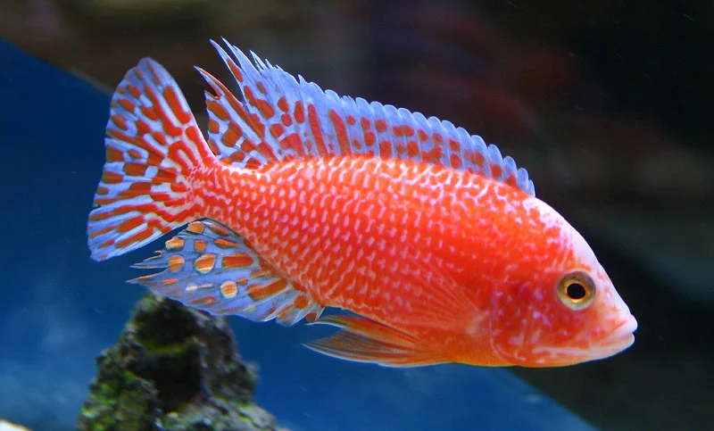 Aulonocara sp. Red Dragon